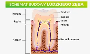 Schemat budowy ludzkiego zęba: korona, szyjka i korzeń. Widoczna kość, w której osadzone są zęby, z zaznaczonym szkliwem, zębiną, miazgą i kanałem korzenia.