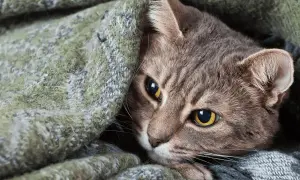 Jakie leki na koci katar pomogą twojemu kotu odzyskać zdrowie