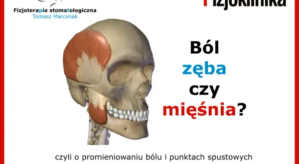 Anatomia czaszki z zaznaczonym mięśniem skroniowym. Jak sprawdzić który ząb boli, czy to ból zęba czy mięśnia? #fizjoterapiastomatologiczna