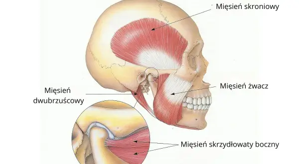 Anatomia mięśni żucia, kluczowa dla zrozumienia i leczenia bocznego przemieszczenia żuchwy.