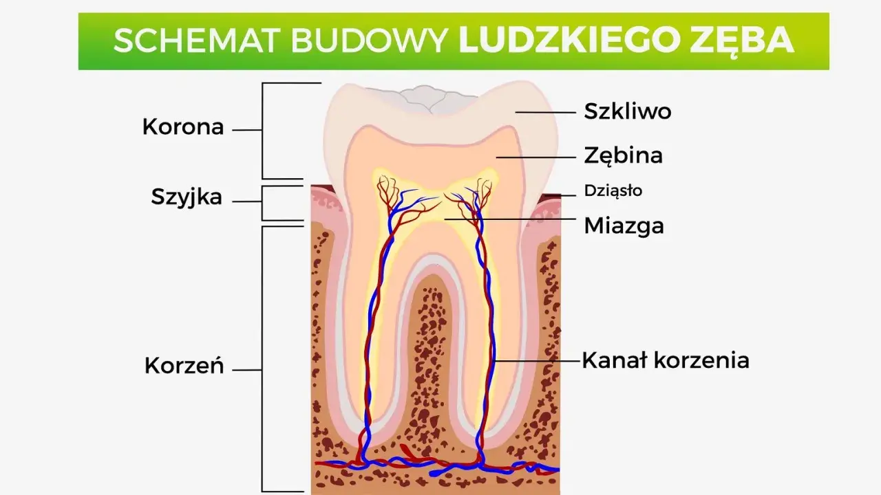 Schemat budowy ludzkiego zęba: korona, szyjka i korzeń. Widoczna kość, w której osadzone są zęby, z zaznaczonym szkliwem, zębiną, miazgą i kanałem korzenia.