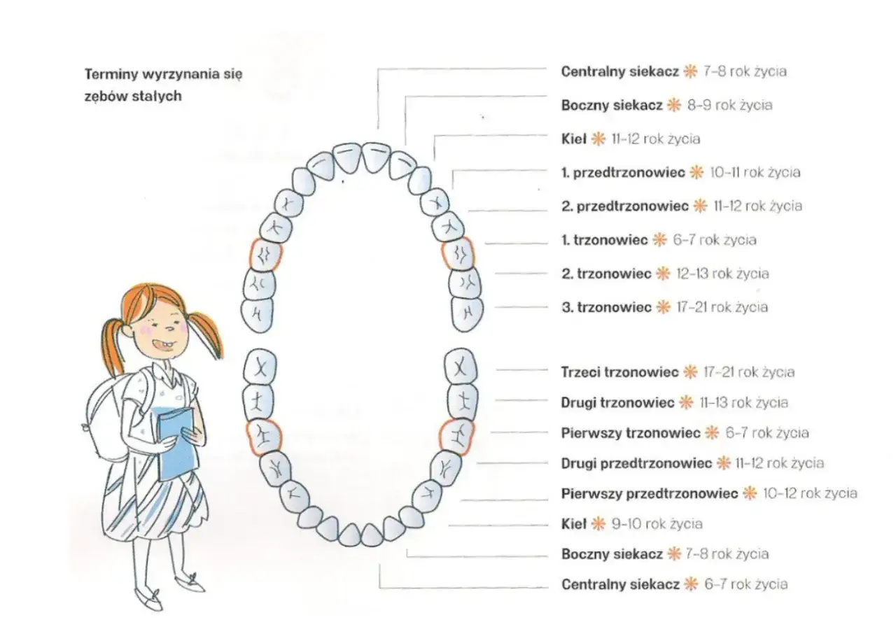 Schemat pokazuje, które zęby są stałe, a które mleczne, wraz z terminami ich wyrzynania. Dziewczynka z plecakiem uśmiecha się obok.