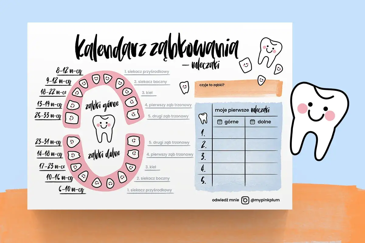 Kalendarz ząbkowania pokazuje, ile mleczaków ma dziecko i kiedy wyrastają.